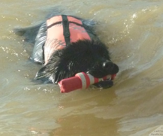 Фото: ньюфаундленд Особа Статная из Медвежьего Яра