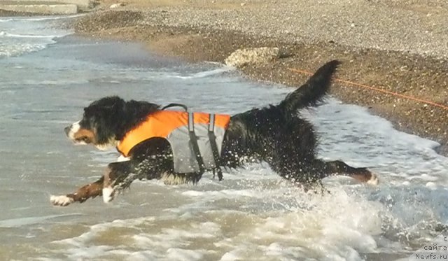 Фото: Евгения Агафошина, берник ЭНИ