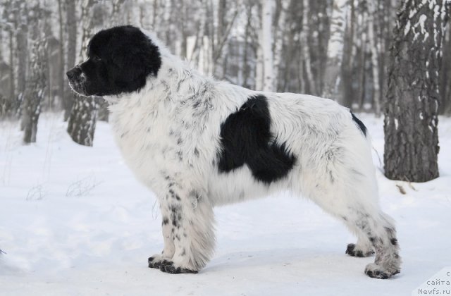 Фотография № 87153