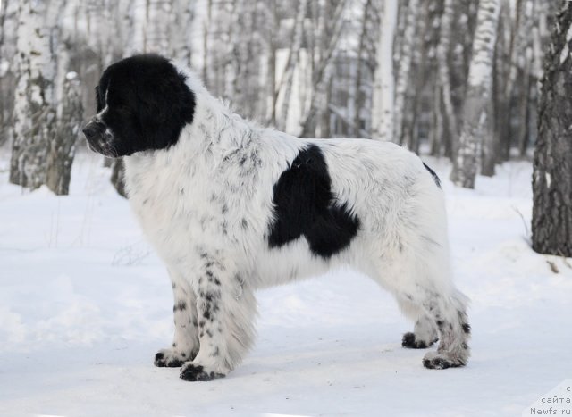 Фото: ньюфаундленд Kloofbears Lancelot for Sent Djons