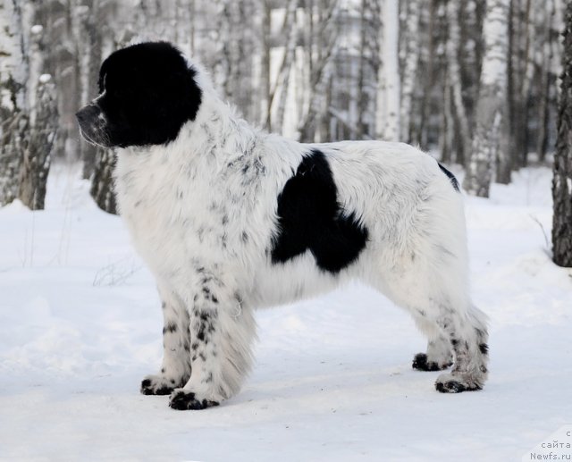 Фотография № 87158