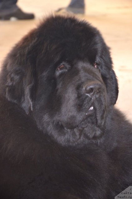 Фотография № 87160