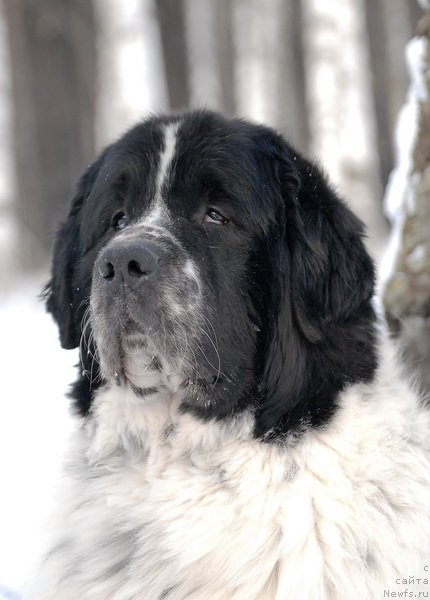 Фотография № 87163