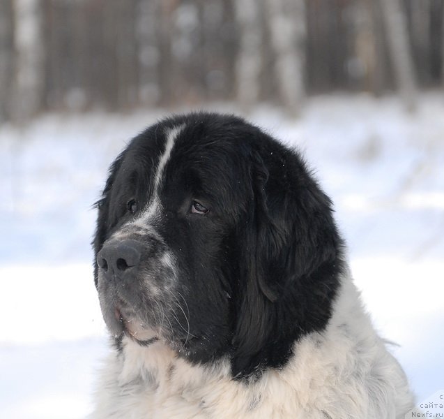 Фотография № 87165