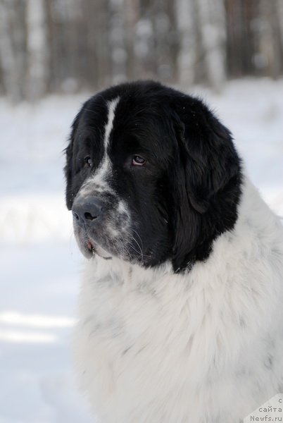 Фото: ньюфаундленд Kloofbears Lancelot for Sent Djons