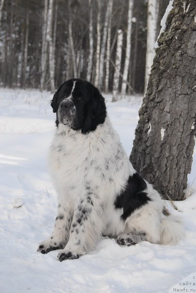 Фотография № 87169