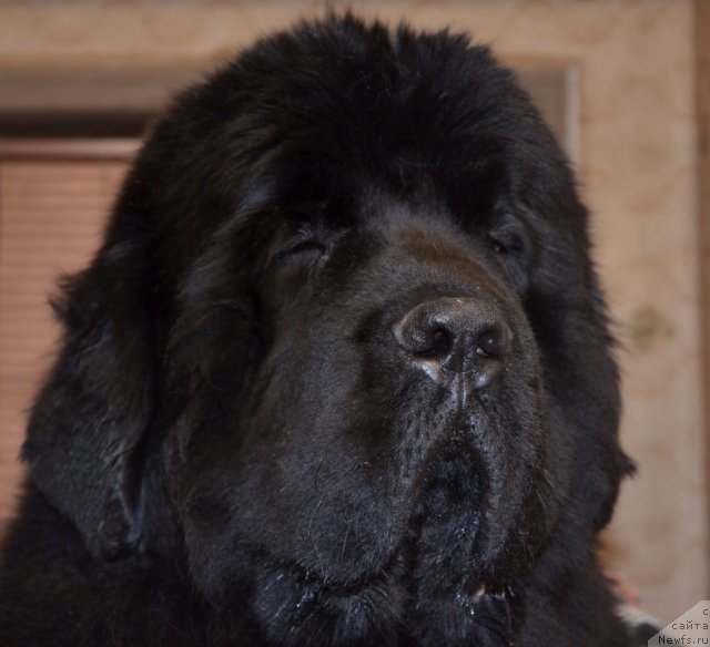 Фото: ньюфаундленд Бегущая по Волнам Зиллион (Beguschaya po Volnam Zillion)