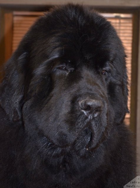 Фотография № 87189