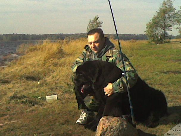 Фото: ньюфаундленд Плюшевая Панда Борислав (Plushevaya Panda Borislav)