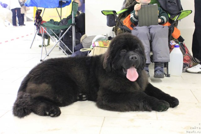 Фото: ньюфаундленд Ursinus Velutus Touch Of Magic