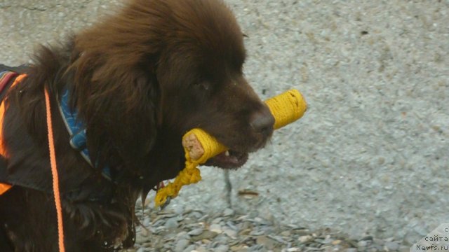 Фотография № 87192