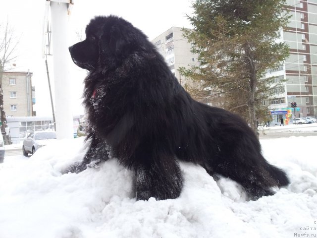 Фото: ньюфаундленд Капитан Ньюфорт