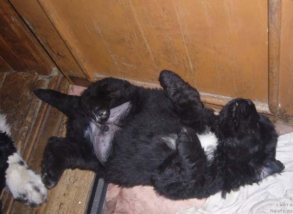 Фото: ньюфаундленд Супер Бизон Бэрримор