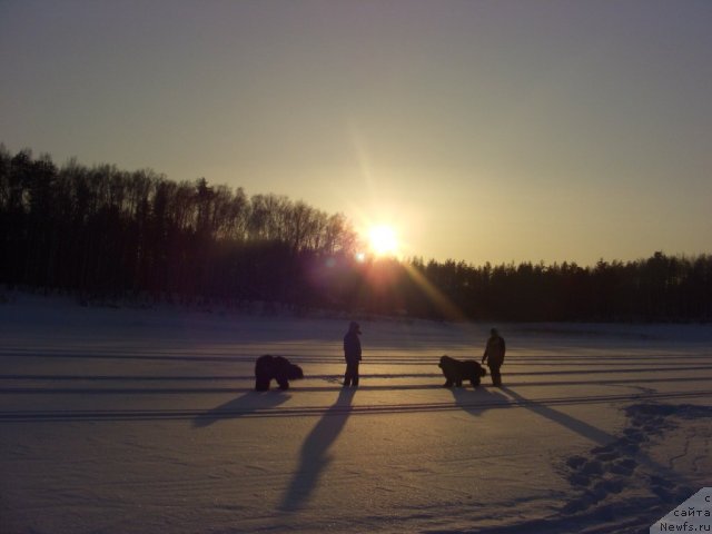 Фото: ньюфаундленд Акин Соул София, ньюфаундленд Лесная Сказка Лунная Соната, ньюфаундленд Барышня, ньюфаундленд Анджел Викториус