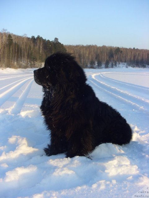 Фото: ньюфаундленд Анджел Викториус