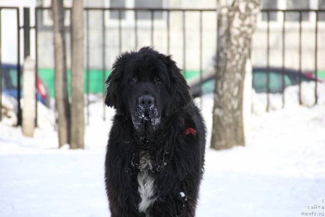 Фото: ньюфаундленд Питерньюф Еверест