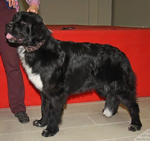 Фото: ньюфаундленд Питерньюф Енигма (Piternyuf Enigma)