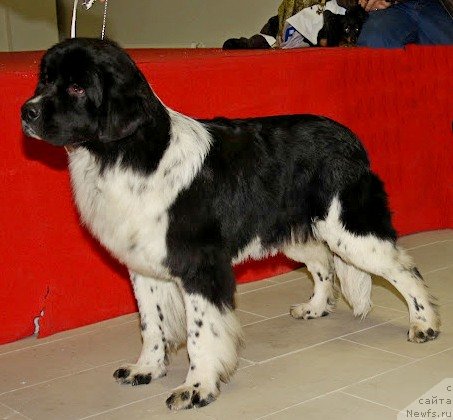 Фото: ньюфаундленд Питерньюф И Дид Ит Агаин (Piternyuf I Did It Again)