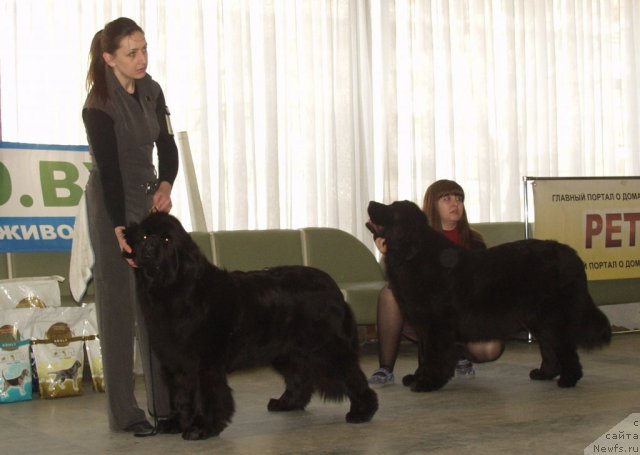 Фото: ньюфаундленд Rain Coast You Really Got A Hold On Me, ньюфаундленд Чудная Красавица