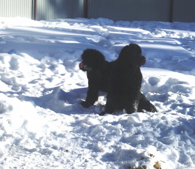 Фотография № 87245