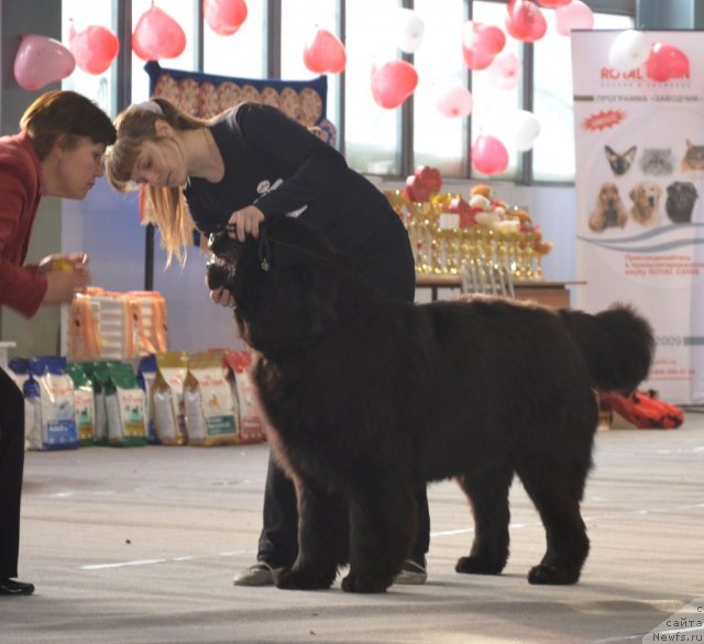 Фотография № 87249