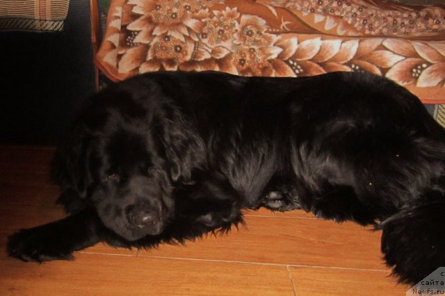 Фото: Уильрих фон Рихтенштайн