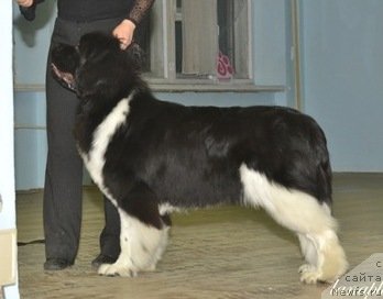 Фото: ньюфаундленд Супер Премиум Зиппи Сенсейшен