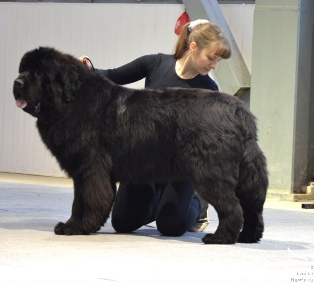 Фото: ньюфаундленд Бегущая по Волнам Зиллион (Beguschaya po Volnam Zillion)