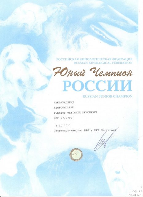 Фото: ньюфаундленд Фанньюф Улетная Девчонка (Funnewf Uletnaya Devchenka)