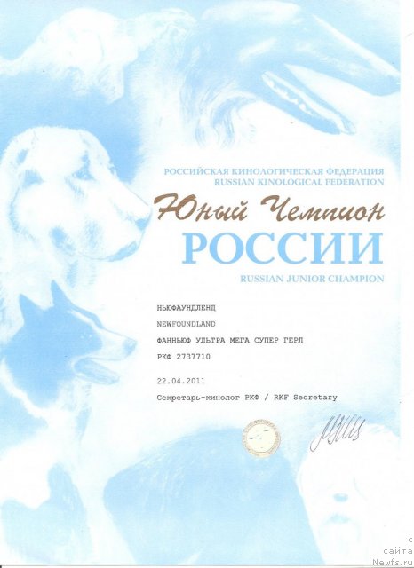 Фото: ньюфаундленд Фанньюф Ультра Мега Супер Герл (Funnewf Ultra Mega Super Girl)