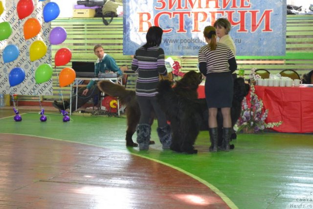 Фото: ньюфаундленд Акватория Келвин Риверданс (Aquatoriya Kelvin Riverdance), ньюфаундленд I'm Little Princess Midnight Bear