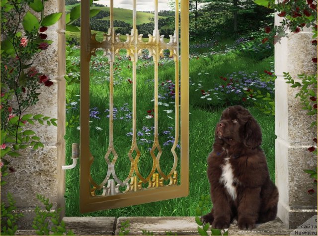 Фото: ньюфаундленд Обуш Шед Янтарный Поцелуй