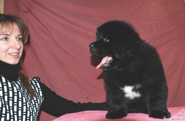 Фото: Юлия Наумова, ньюфаундленд Белкондер-Клаб Угли-Бугли (Belkonder-Club Ugli-Boogli)