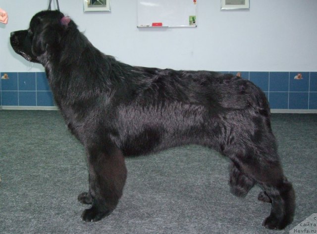 Фотография № 87288