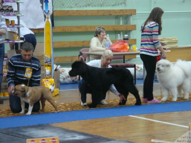 Фото: ньюфаундленд Питерньюф Нота Бене (Piternyuf Nota Bene), Екатерина Зайцева
