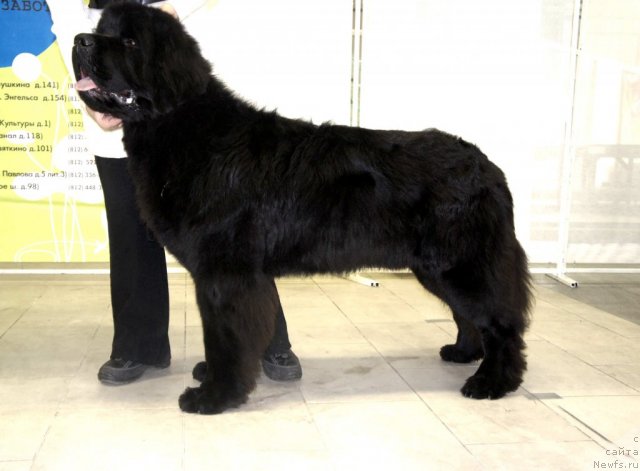 Фотография № 87293