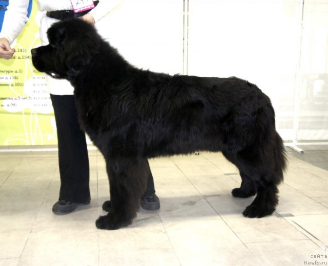 Фото: ньюфаундленд Смигар Гордон-Феллоу (Smigar Gordon Fellow)