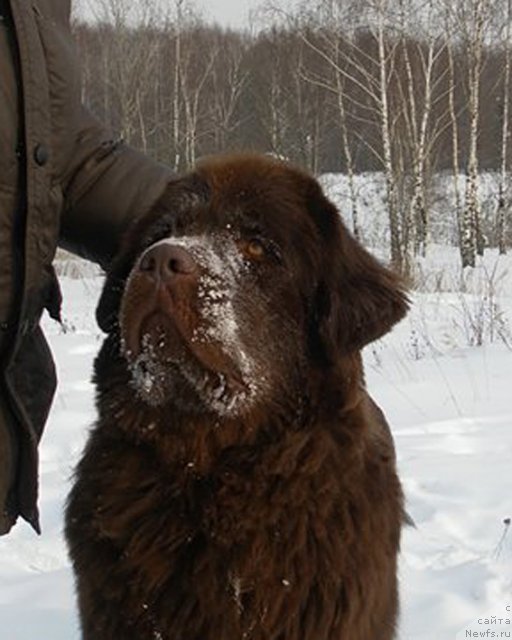 Фото: ньюфаундленд Очаровашка с Берега Дона (Ocharovashka s Berega Dona)