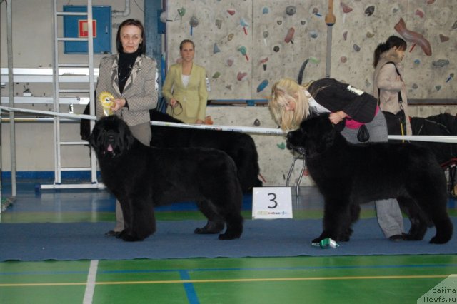 Фото: ньюфаундленд Бегущая по Волнам Вам и не Снилось (Begushaya po Volnam Vam I Ne Snilos)
