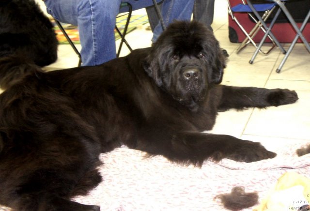 Фотография № 87312