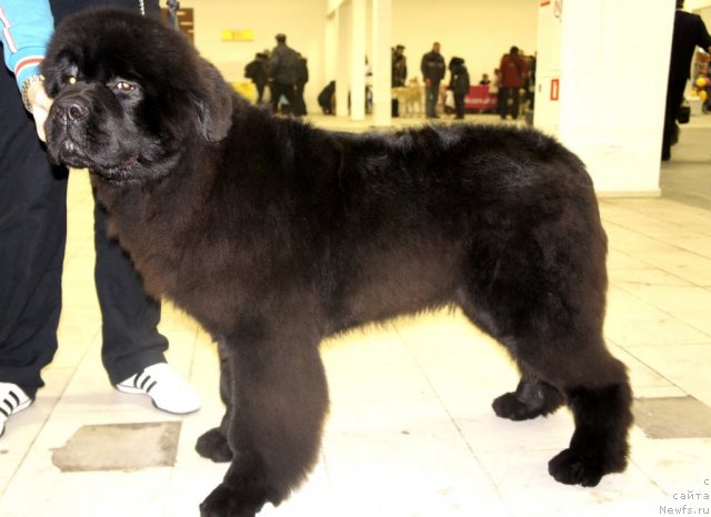 Фотография № 87313