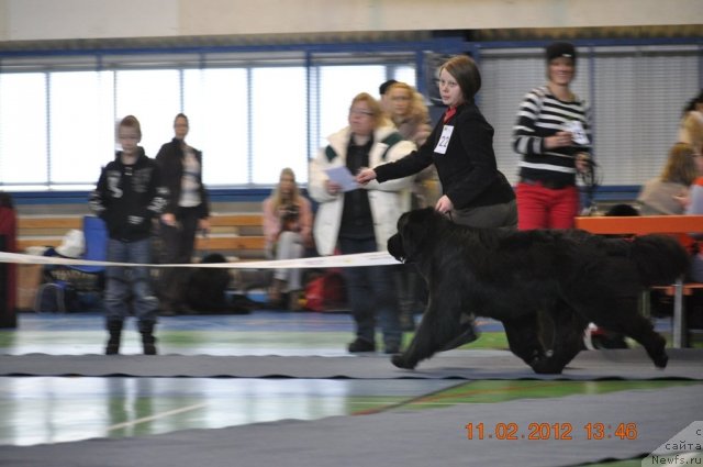 Фото: ньюфаундленд Kind Heart Midnight Bear