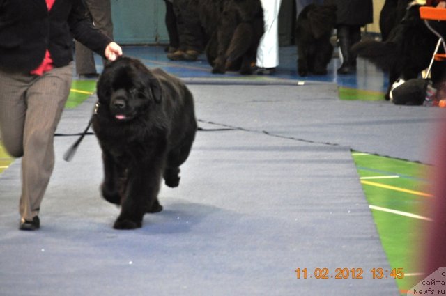 Фото: ньюфаундленд Kind Heart Midnight Bear