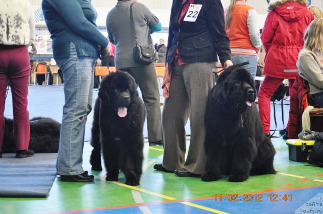 Фото: ньюфаундленд Звездный Дар Агасси (Zvezdnij Dar Agassi), ньюфаундленд Kind Heart Midnight Bear