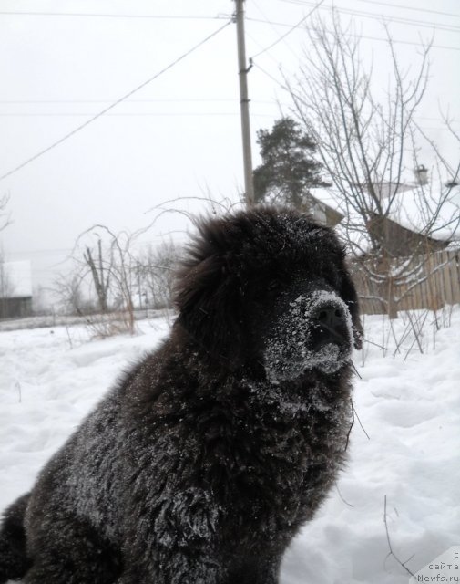 Фото: ньюфаундленд Примадонна Климская