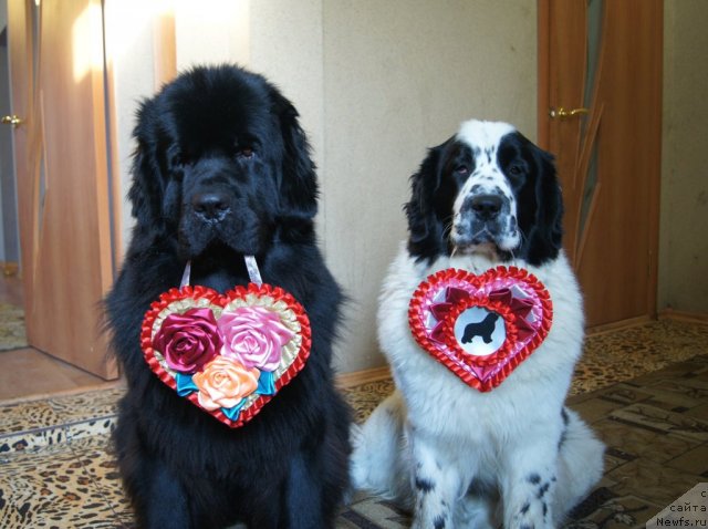 Фото: ньюфаундленд Сент Джонс Ульрика (Sent Djons Ulrika), ньюфаундленд Сент Джонс Царевна Лебедь (Sent Djons Carevna Lebed)