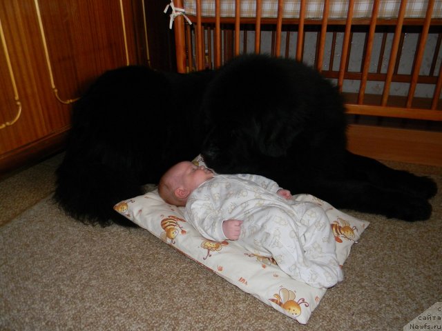 Фото: ньюфаундленд Акватория Келвин Куинджи, и Дениска