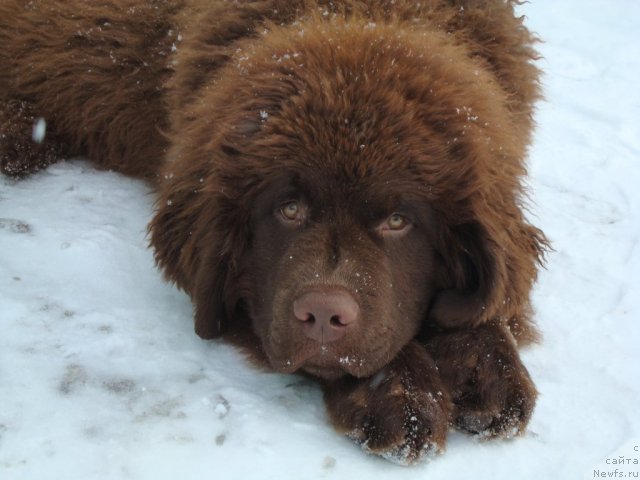 Фотография № 87349