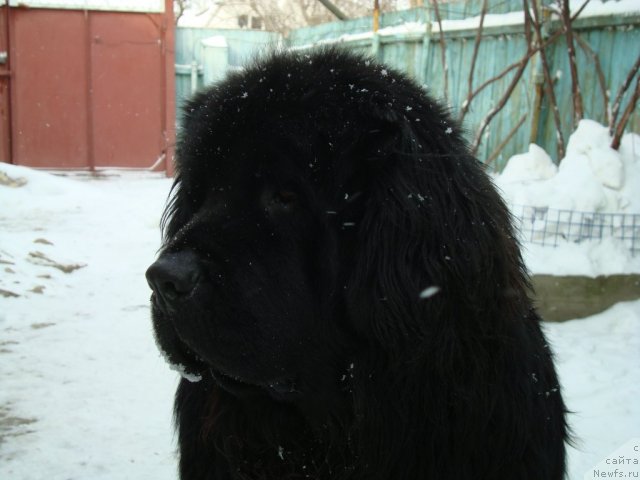 Фотография № 87354