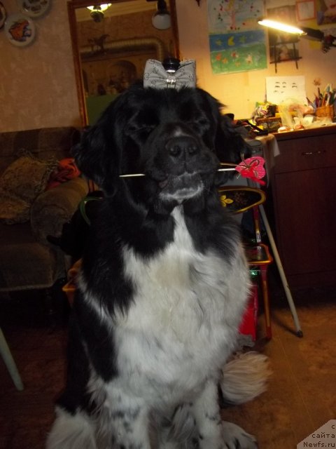 Фото: ньюфаундленд Питерньюф И Дид Ит Агаин (Piternyuf I Did It Again)